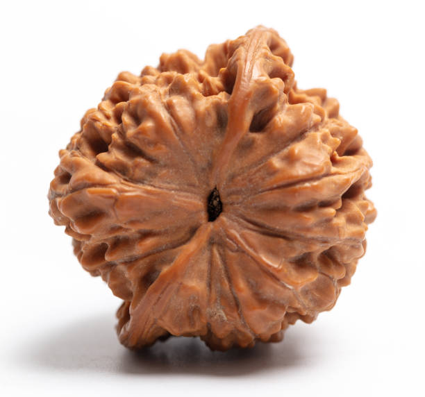 16 mukhi rudraksha benefits