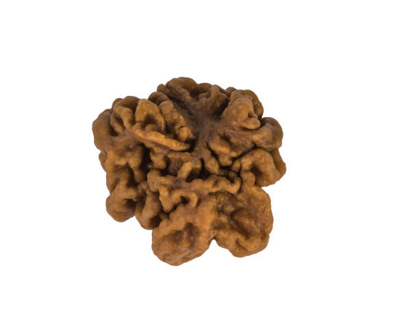 3 mukhi rudraksha benefits