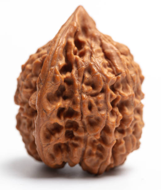 Ek Mukhi Rudraksha Sahakara Nagar