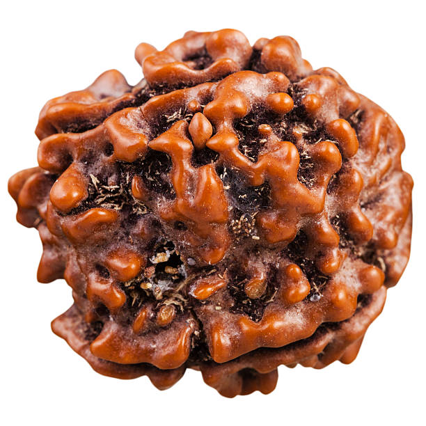 certified Rudraksha in Sahakara Nagar